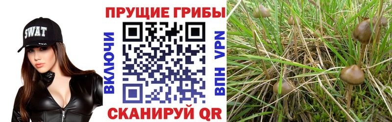 наркота  Котельнич  Псилоцибиновые грибы мицелий 